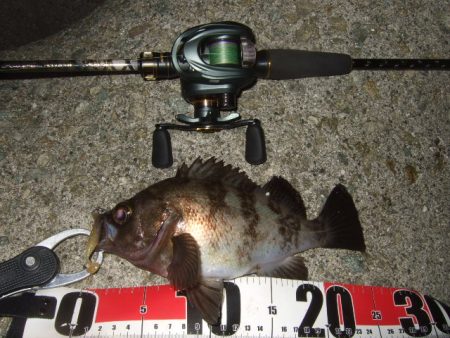 最盛期のメバル