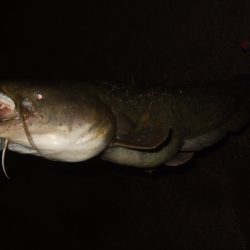 ナマズトップゲームの本格シーズン到来