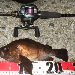 最盛期はデカめのワームで