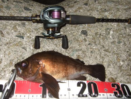 最盛期はデカめのワームで