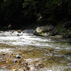 アマゴ第5戦〜美山〜