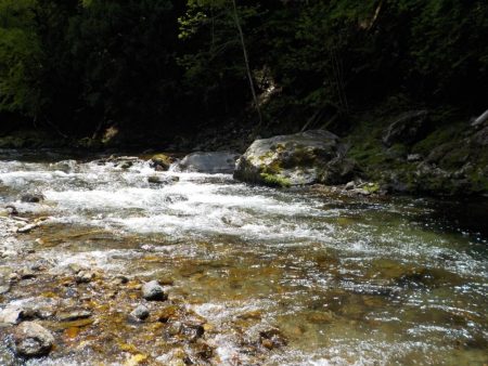 アマゴ第5戦〜美山〜