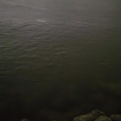 良型タケノコメバルゲット！！