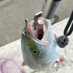 人工島でハマチ