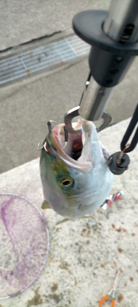 人工島でハマチ