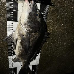 ナイトゲームで初チヌ！