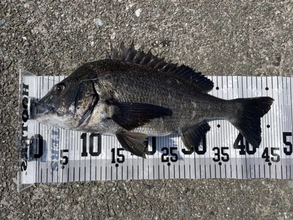 イチノ兄弟、釣果!