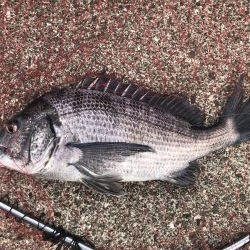 イチノ兄弟、釣果！