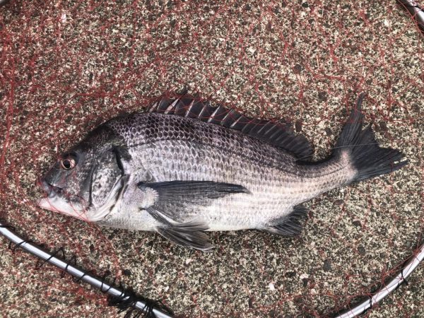 イチノ兄弟、釣果！