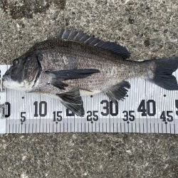 イチノ兄弟、釣果！