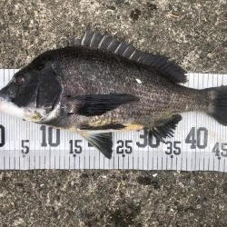 イチノ兄弟、釣果！