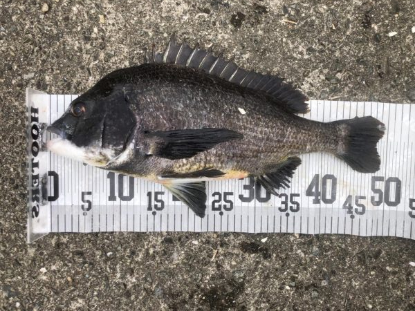 イチノ兄弟、釣果！