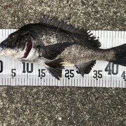 イチノ兄弟、釣果！