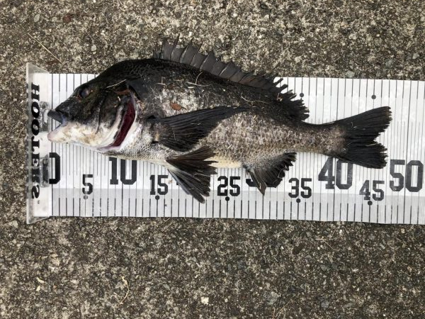 イチノ兄弟、釣果！