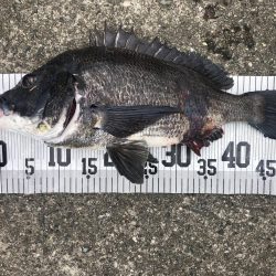 イチノ兄弟、釣果！