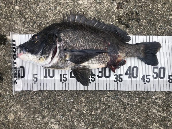 イチノ兄弟、釣果！