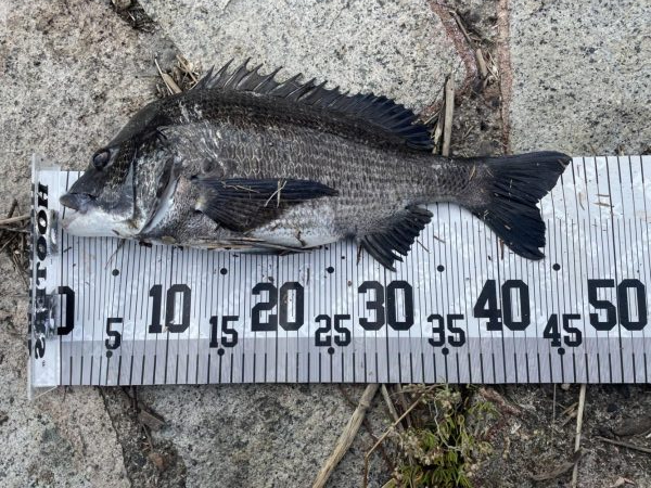 イチノ兄弟、釣果!