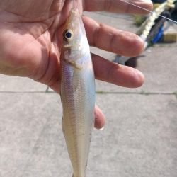 津居山港のキス調査