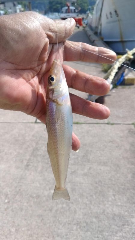 津居山港のキス調査