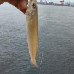 播磨新島のキス釣査