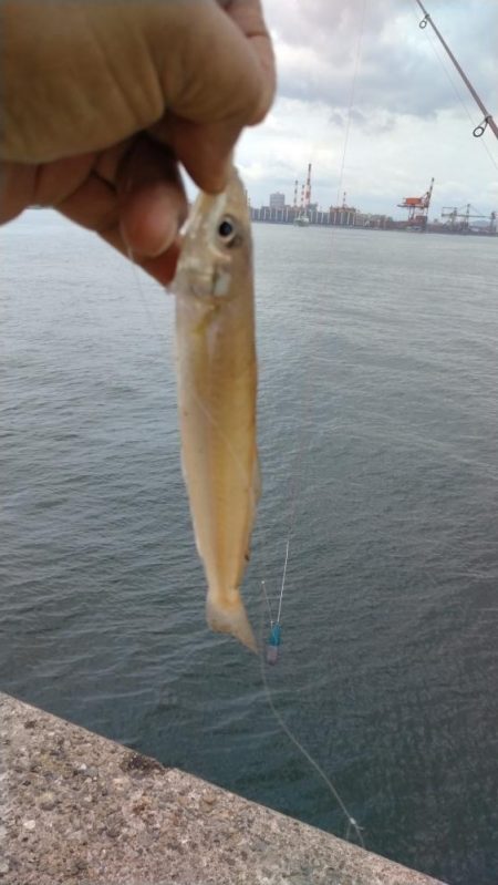播磨新島のキス釣査