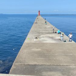 播磨新島のキス釣査