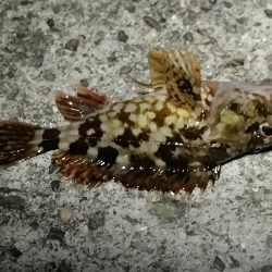 色々釣れました。五目釣り。