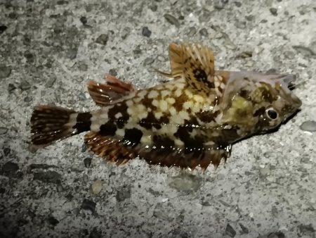 色々釣れました。五目釣り。