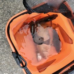 見たこと無い魚釣れたよ！