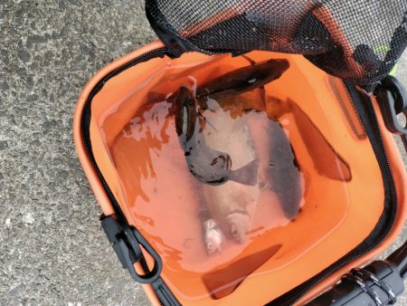 見たこと無い魚釣れたよ！