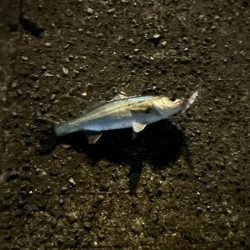 バチ抜けシーバス