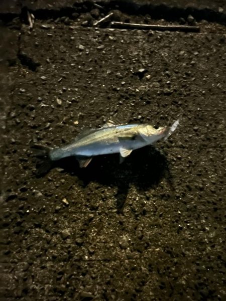 バチ抜けシーバス