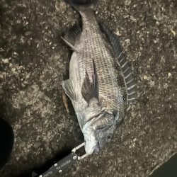 バチ抜けシーバス