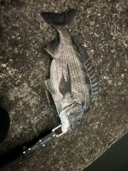 バチ抜けシーバス