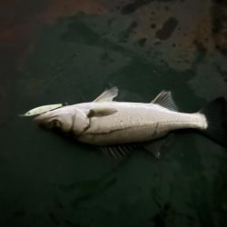 バチ抜けシーバス