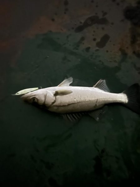 バチ抜けシーバス