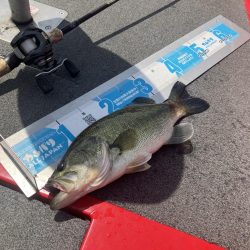 GW北山田40cm〜4匹