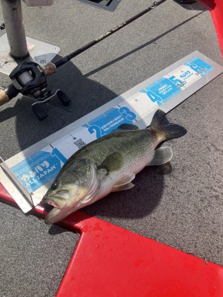 GW北山田40cm〜4匹