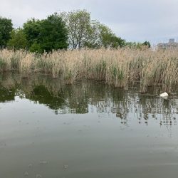 北山田53、45cm他3匹