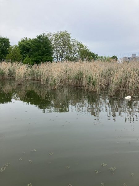 北山田53、45cm他3匹