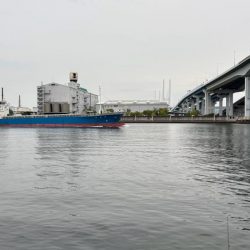 グレ本格的に釣れ始めてきた！