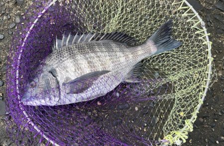 荒れる前のランガン釣行