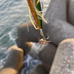 ショアジギング