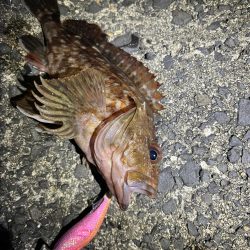 ジギング　エギング