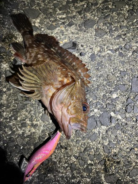 ジギング　エギング