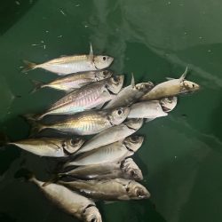 ワンダー60にアジ