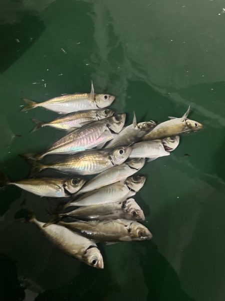 ワンダー60にアジ