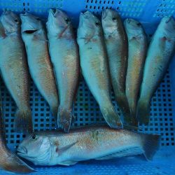 泉州丸　釣果