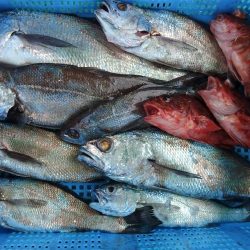 泉州丸　釣果