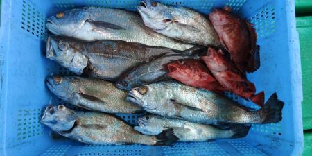 泉州丸　釣果